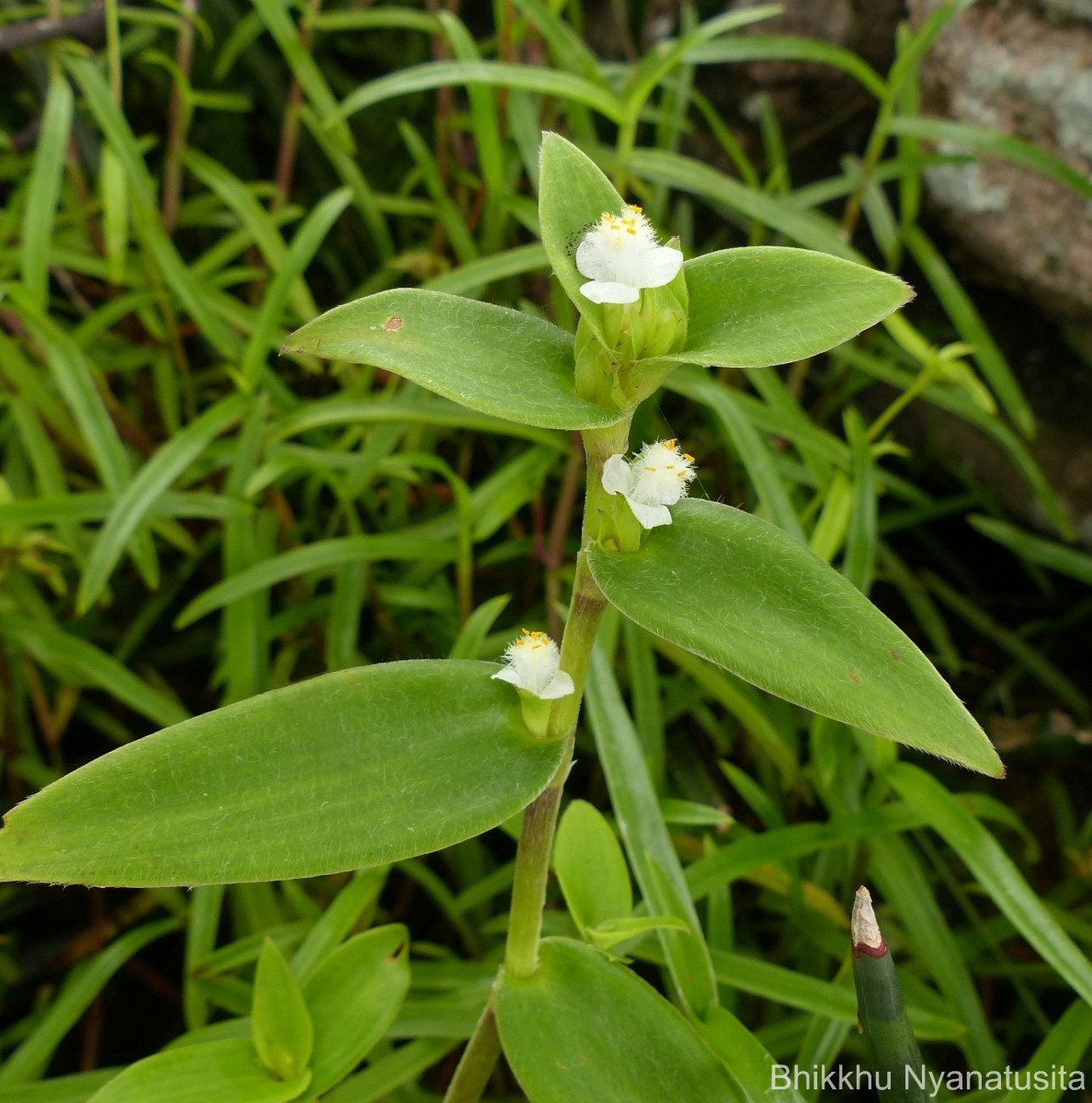 Cyanotis villosa (Spreng.) Schult. & Schult.f.